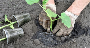 Jak správně transplantovat okurky na jiné místo a je to možné